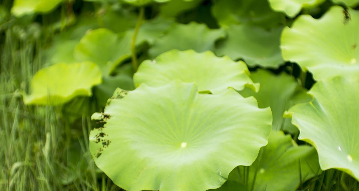 水中的花植物有哪些？它们的生长环境有什么特点？