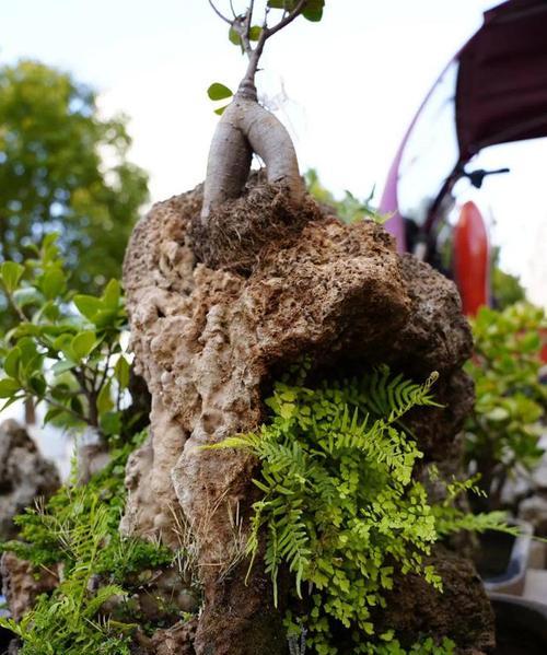 上水石上适合种植哪些植物？它们的生长条件是什么？