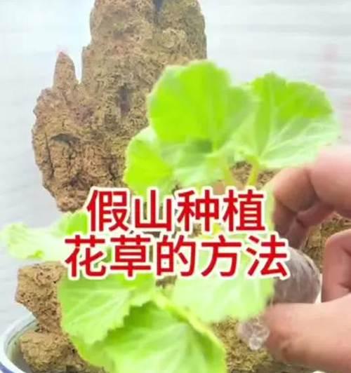 上水石上适合种植哪些植物？它们的生长条件是什么？