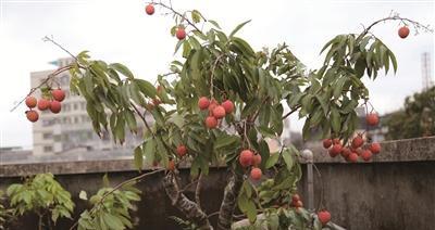 如何在阳台种植荔枝盆栽？需要注意哪些事项？