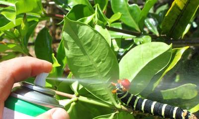 哪些植物能有效击退滚筒？这些植物的驱虫原理是什么？