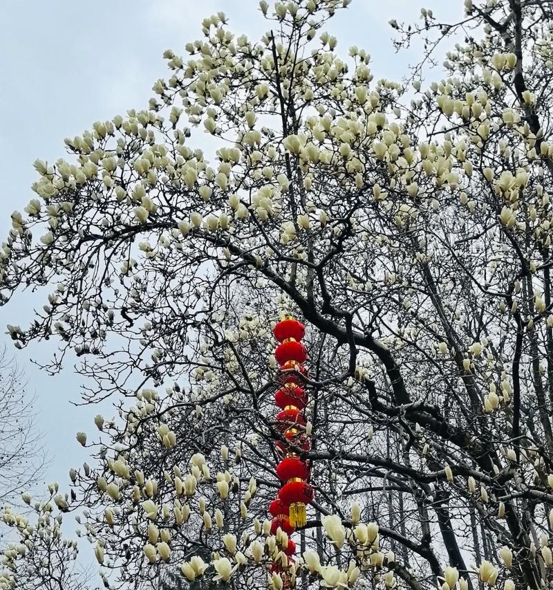 佛堂适合种植哪些花卉？如何选择合适的花卉品种？