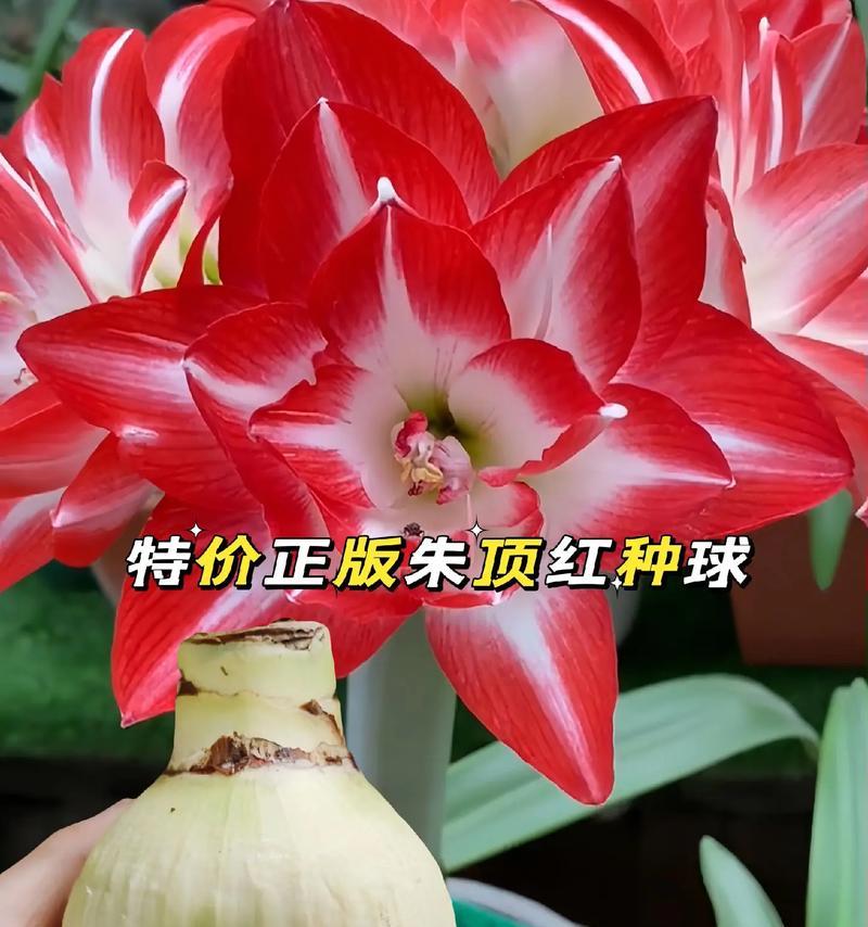 朱顶红的花语和象征意义是什么？