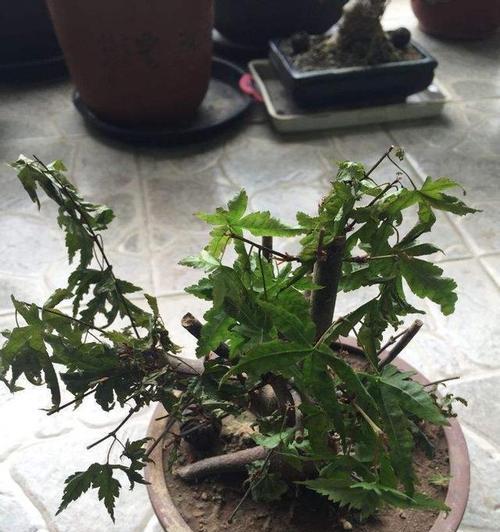 植物休眠期如何唤醒？有哪些有效方法？