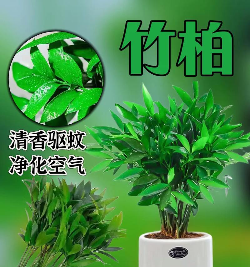 哪些植物具有防蚊虫的效果？如何利用这些植物来驱蚊？