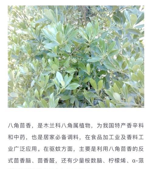 哪些植物具有防蚊虫的效果？如何利用这些植物来驱蚊？