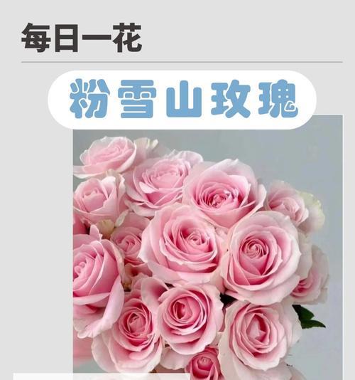 黄粉色进口玫瑰代表什么？黄粉色玫瑰的花语是什么？