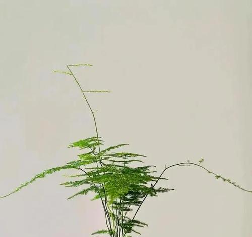 阳台适合种植哪些高大的植物？如何促进植物生长？