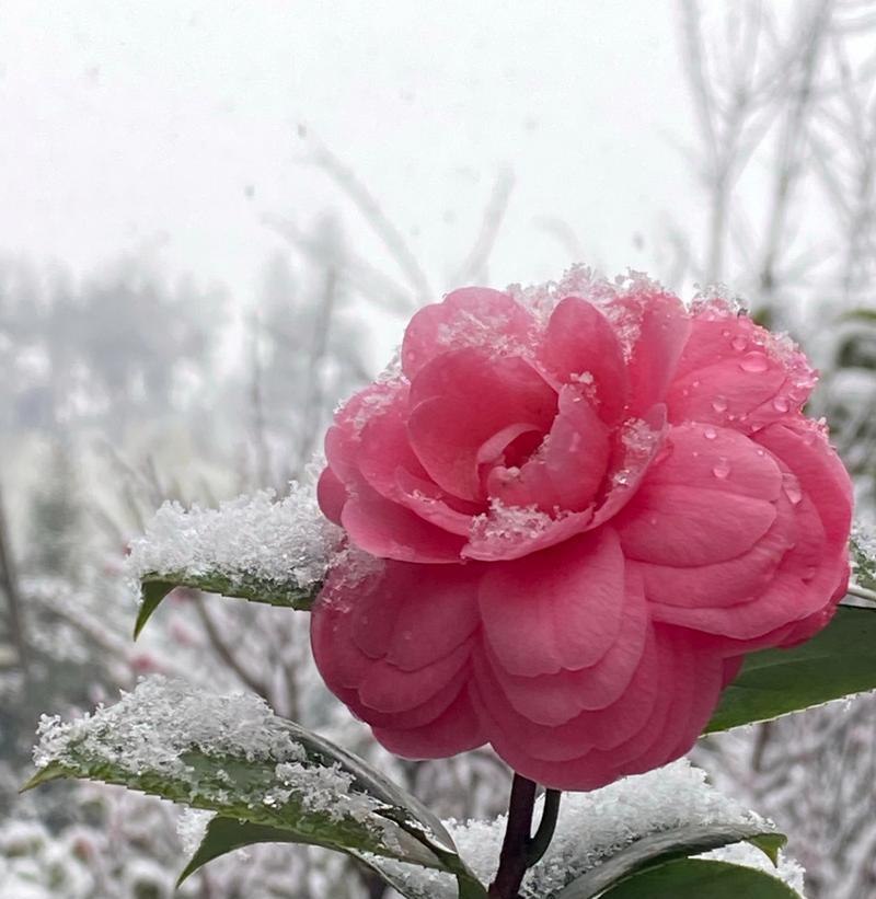 哪些花卉能在下雪天存活？如何养护？