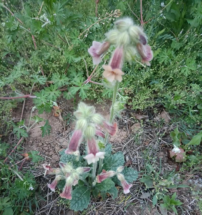 怎么找到附近的植物？有哪些方法可以发现身边的植物？