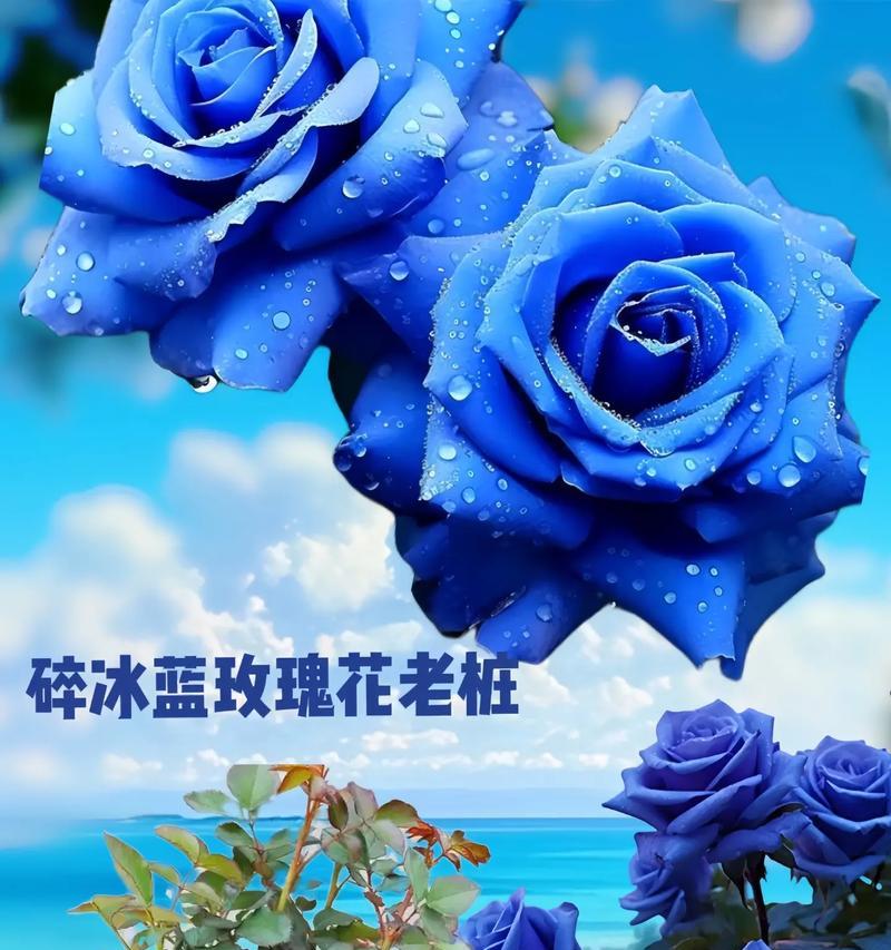 蓝黄玫瑰花象征着什么？