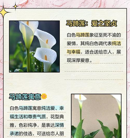 白马蹄莲的花语代表什么？