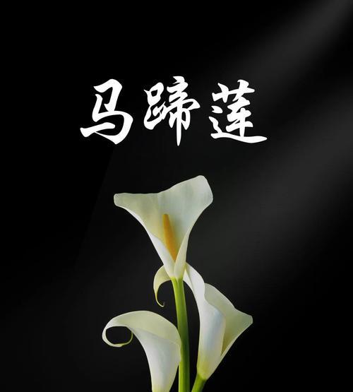 白马蹄莲的花语代表什么？