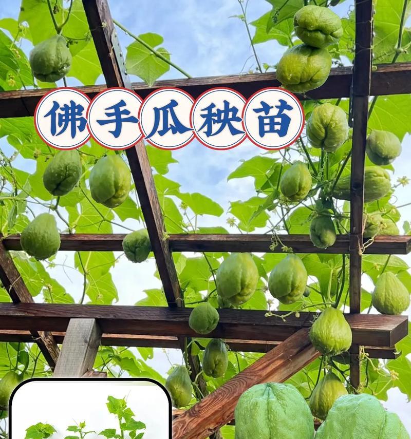 早教中种植盆栽的目的是什么？它对儿童有哪些益处？