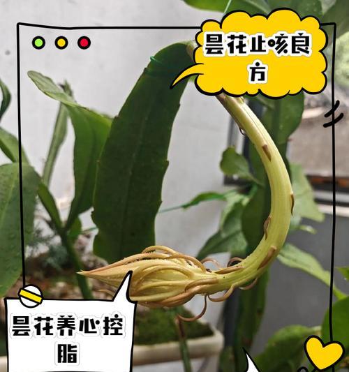 昙花的花语代表什么含义？