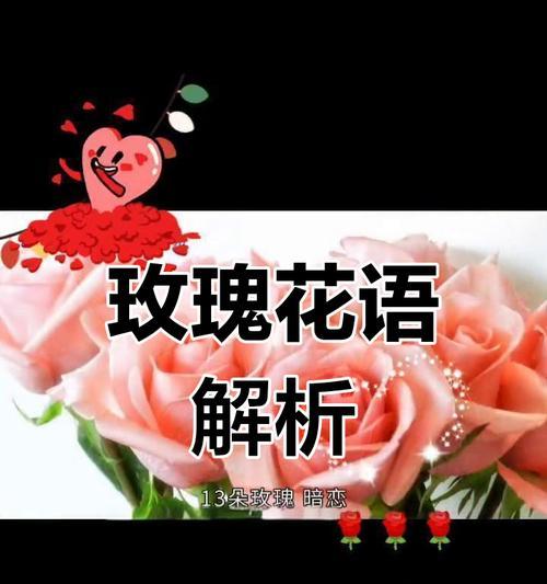 玫瑰花的数量代表什么含义？多少朵玫瑰花代表什么意思？