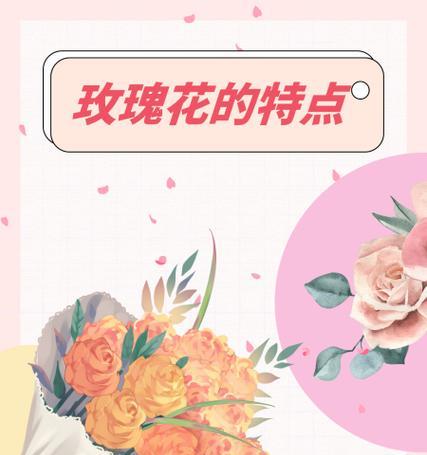 玫瑰花的数量代表什么含义？多少朵玫瑰花代表什么意思？