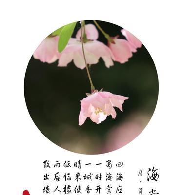 海棠花的花语是什么？通常代表了什么含义？