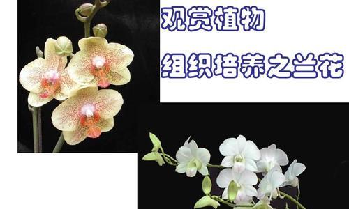 花卉培育的主题通常指什么？