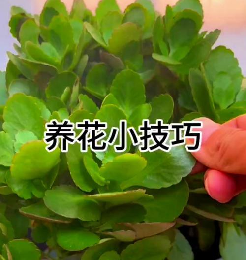 花卉培育的主题通常指什么？