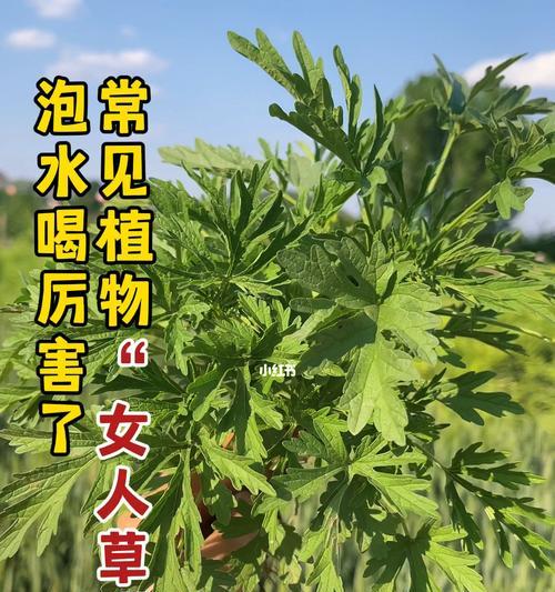 什么植物鲜嫩？如何保持植物新鲜？