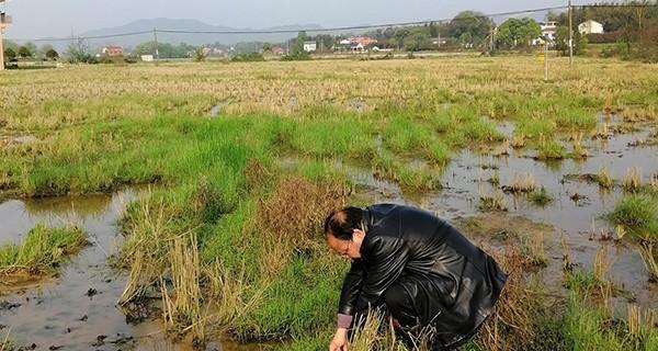 水稻灌水的动作有何寓意？它在文化中代表什么？