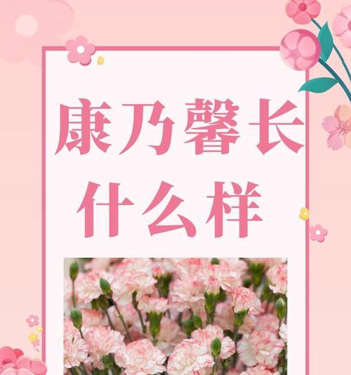 七朵康乃馨的花语具体是什么？