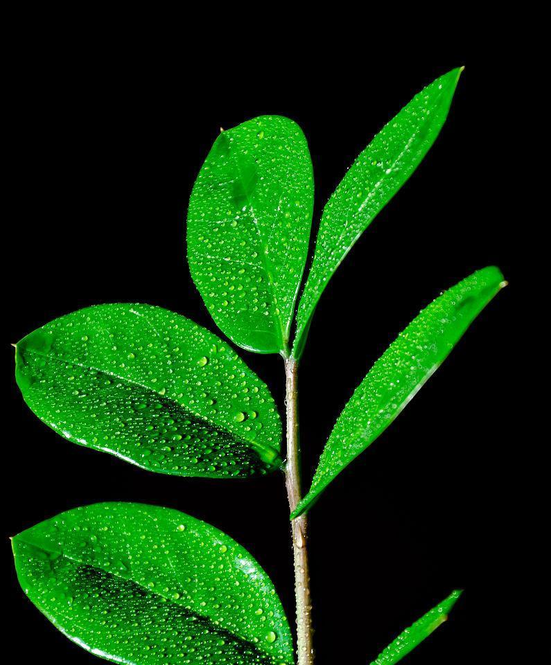 黑色植物净化空气的效果如何？有哪些推荐的黑色植物？