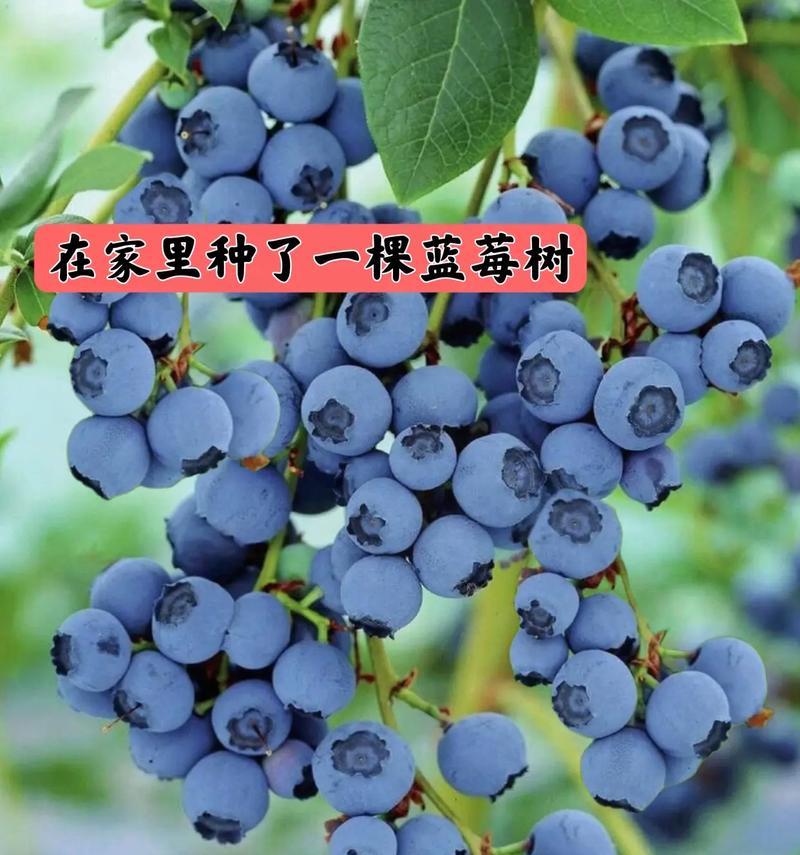 盆栽蓝莓的寓意是什么？