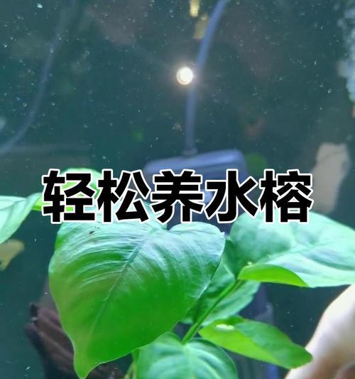 哪些植物适合在鱼缸中养殖？如何正确养殖？