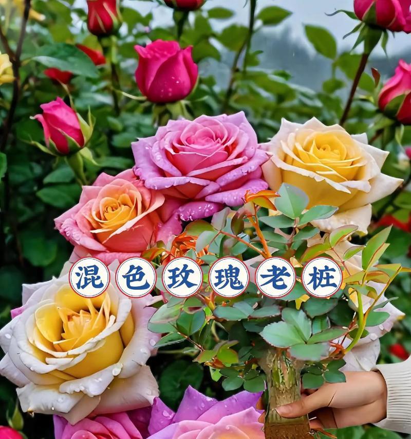 今天有人送你玫瑰花代表什么？玫瑰花的数量和颜色有何含义？