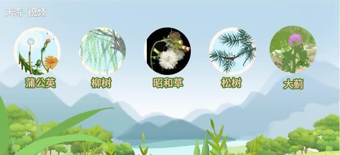 风力传播的植物有哪些？它们的传播机制是什么？