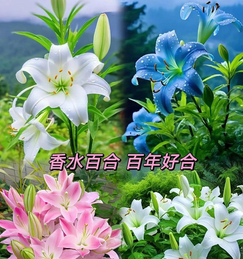 百合兰花的含义是什么意思？它象征着什么？