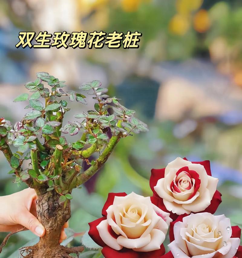 怎么种植盆栽玫瑰花？需要注意哪些问题？