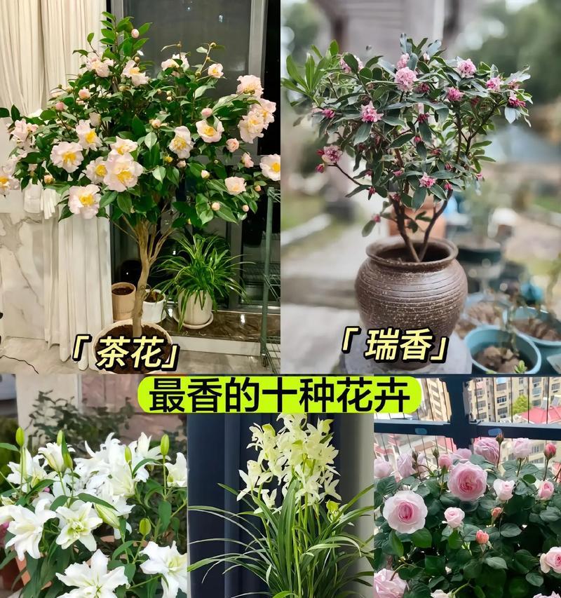 哪些花卉既香又好养？适合新手的花卉品种是什么？