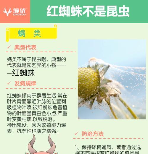 植物长红蜘蛛的原因是什么？如何有效防治？