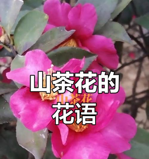 茶花和桂花分别有什么寓意？它们在花语中代表什么？