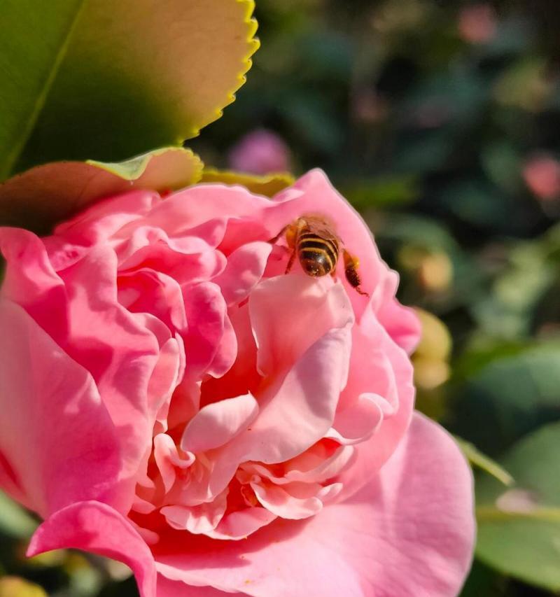 茶花和桂花分别有什么寓意？它们在花语中代表什么？