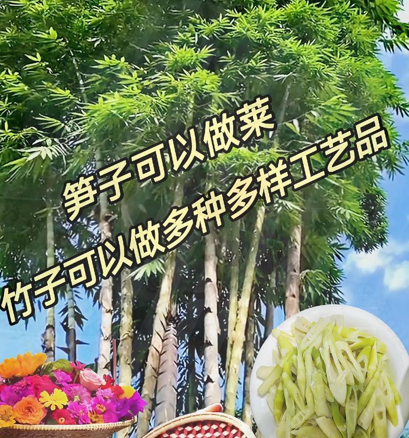 巨龙竹盆栽怎么种植？有哪些注意事项？