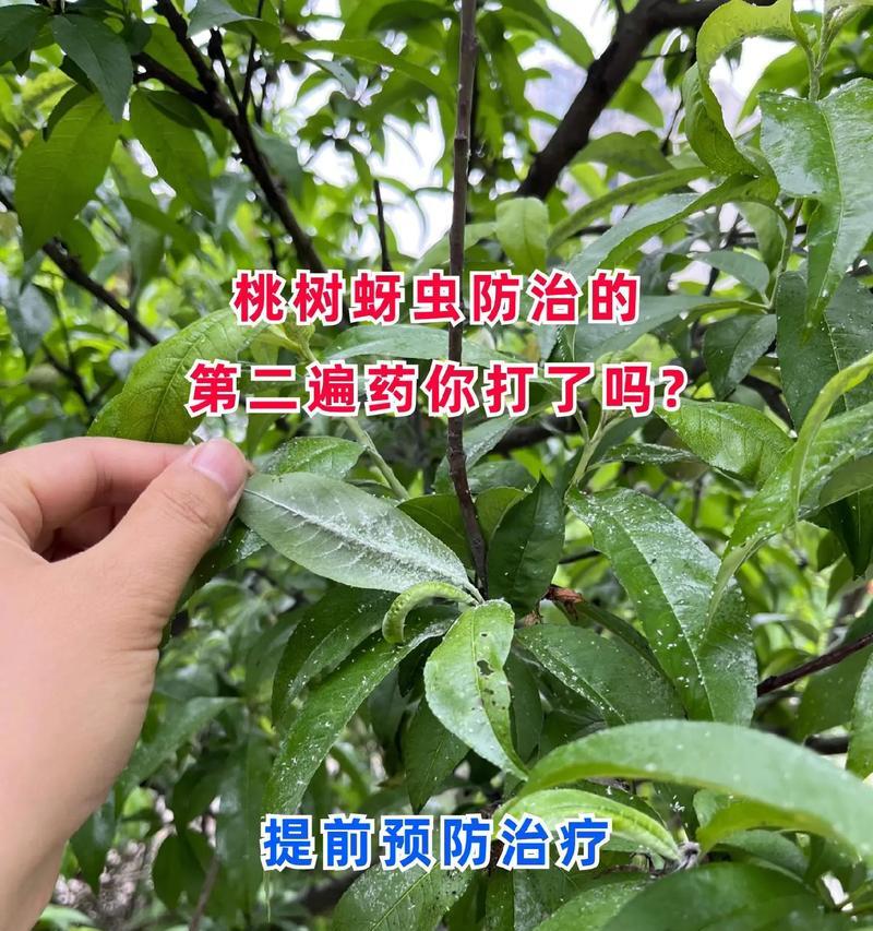 蚜虫蛋与蚜虫的关系是什么？