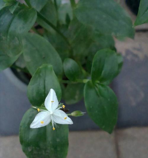 雷雨中的百合花代表什么？它的含义是什么？