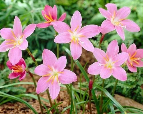 雷雨中的百合花代表什么？它的含义是什么？