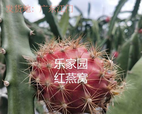 嫁接植物发芽需要多长时间？发芽失败的原因有哪些？